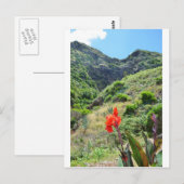 Indische scheut (Canna indica purpurea) Briefkaart (Voorkant / Achterkant)