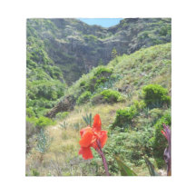 Indische scheut (Canna indica purpurea)