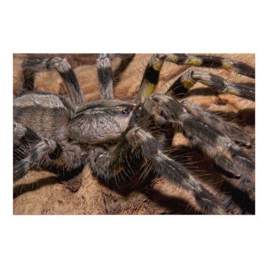 Indische siertarantula foto afdruk (Voorkant)