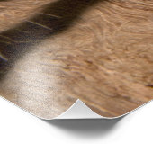 Indische siertarantula foto afdruk (Hoek)