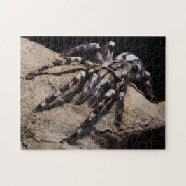 Indische siertarantula legpuzzel