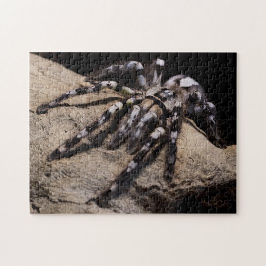 Indische siertarantula legpuzzel (Horizontaal)