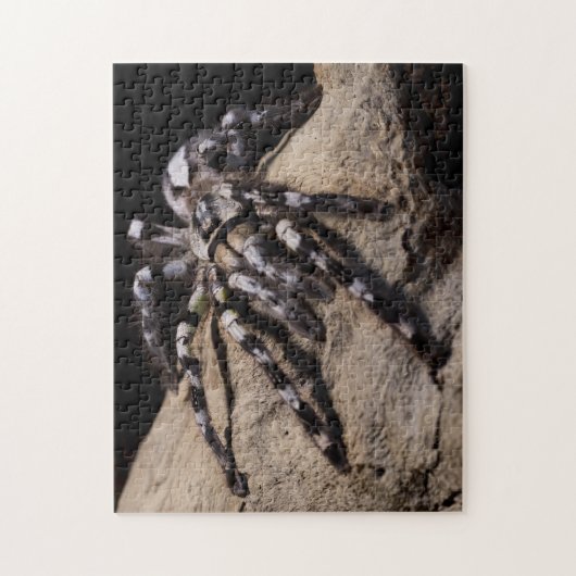 Indische siertarantula legpuzzel (Verticaal)
