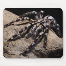 Indische siertarantula muismat