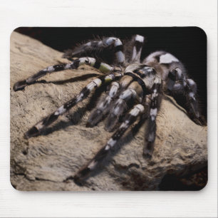 Indische siertarantula muismat