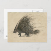 Indische stekelbaars briefkaart (Voorkant / Achterkant)