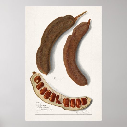 Indische Tamarind (Tamarindus Indica) Schilpen Poster (Voorkant)