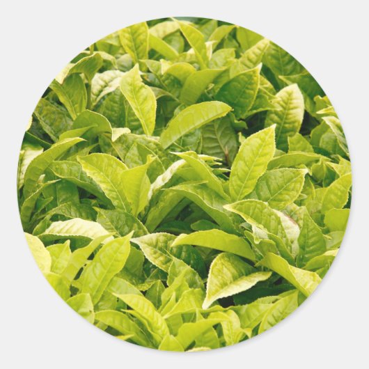 Indische theevariëteit ronde sticker (Voorkant)
