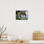 Indische Tijger Poster (Keuken)