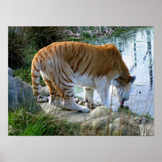 Indische Tijger Poster (Voorkant)