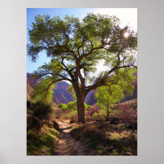 Indische tuin poster