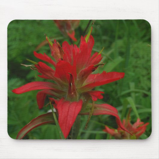 Indische verfborstel muismat (Voorkant)