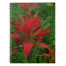 Indische verfborstel