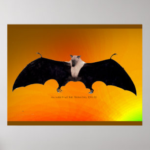 Indische Vleerhond Poster