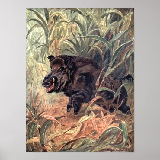  Indische wilde-dierentuin door Winifred Austen Poster (Voorkant)