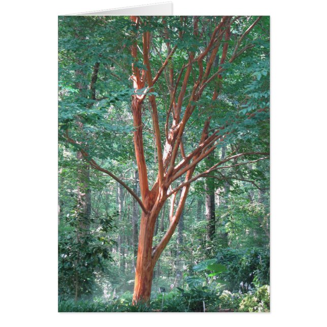 Individueel (Voorkant)