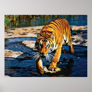 Individuele effecten Dieren 2 myk Poster