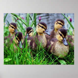 Individuele effecten Vogels 11 Poster