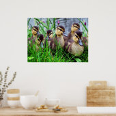 Individuele effecten Vogels 11 Poster (Keuken)