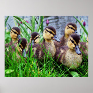 Individuele effecten Vogels 11 wazig Poster