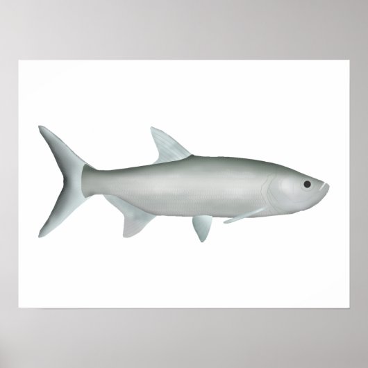 Indo-Pacific Tarpon Poster (Voorkant)
