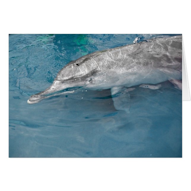 Indo Pacific Wild Dolphin (Voorkant Horizontaal)