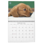 Indomitable Dachshunds Aangepast jaar Kalender (Feb 2026)