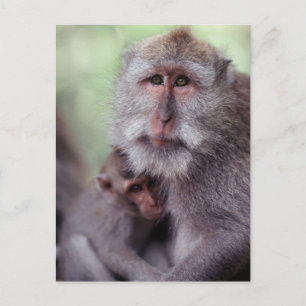 Indonesia, Bali, Ubud, Long-tailed Macaque 1 Briefkaart