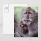 Indonesia, Bali, Ubud, Long-tailed Macaque 1 Briefkaart (Voorkant / Achterkant)
