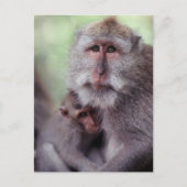 Indonesia, Bali, Ubud, Long-tailed Macaque 1 Briefkaart (Voorkant)