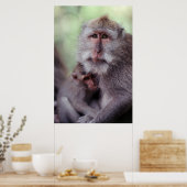 Indonesia, Bali, Ubud, Long-tailed Macaque 1 Poster (Keuken)
