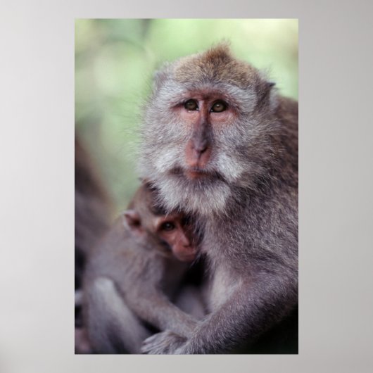 Indonesia, Bali, Ubud, Long-tailed Macaque 1 Poster (Voorkant)