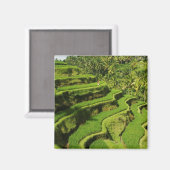 Indonesië, Bali | Rijstpaddies Magneet (Voorkant / Achterkant)