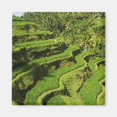 Indonesië, Bali | Rijstpaddies Magneet (Voorkant)