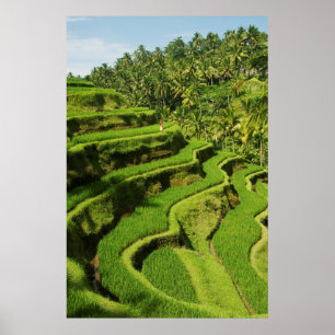 Indonesië, Bali   Rijstpaddies Poster