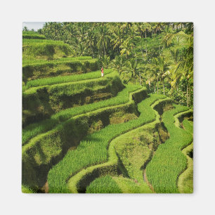 Indonesië, Bali Rijstvelden Magneet