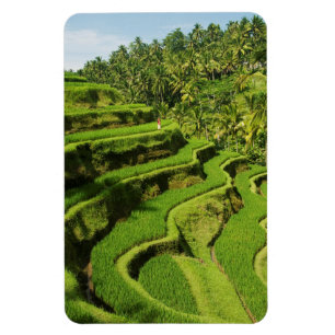 Indonesië, Bali   Rijstvelden Magneet