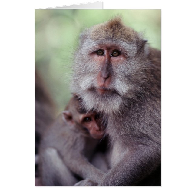 Indonesië, Bali, Ubud, langstaartmakaak (Voorkant)