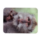 Indonesië, Bali, Ubud, langstaartmakaak Magneet (Horizontaal)