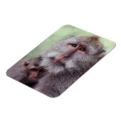 Indonesië, Bali, Ubud, langstaartmakaak Magneet (Linkerzijde)