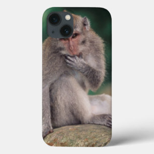 Indonesië, Bali, Ubud, Macaque 2 met lange staart iPhone 13 Hoesje