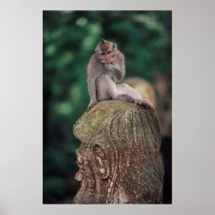 Indonesië, Bali, Ubud, Macaque 2 met lange staart Poster
