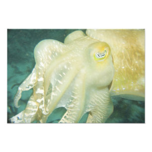 Indonesië, provincie Zuid-Sulawesi, Wakatobi Foto Afdruk