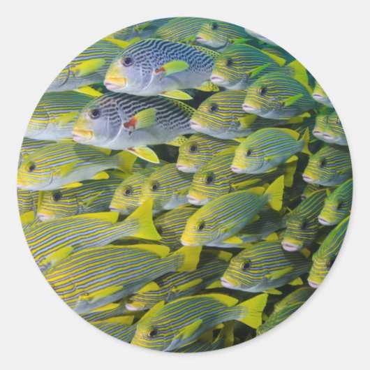 Indonesië. Scholing Vissen Ronde Sticker (Voorkant)