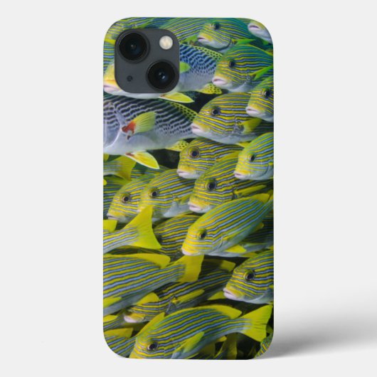Indonesië. Schoolvormende Vissen Case-Mate iPhone Case (Achterkant)
