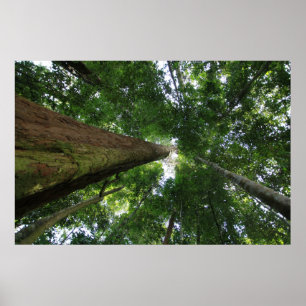 Indonesisch regenwoud poster