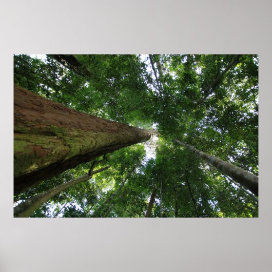 Indonesisch regenwoud poster (Voorkant)