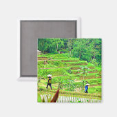 Indonesisch rijstveld magneet (Voorkant / Achterkant)