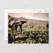 Indonesische Tea-vakarbeider 2, reisbureau briefka Briefkaart (Voorkant / Achterkant)