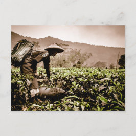 Indonesische Tea-vakarbeider 2, reisbureau briefka Briefkaart